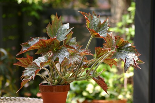 B. ‘Sarabande’